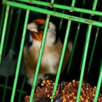 Fattah Tongo