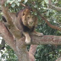 African Safari Trails ltd