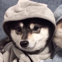 张金博