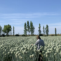 Mauro Alejandro Manini Gomez