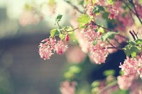 花儿畴摤