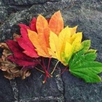 سلمى ال سليمان