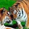 vijay bhure