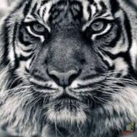 نہور آلآسہدي