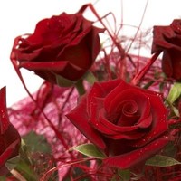 Usha Sree