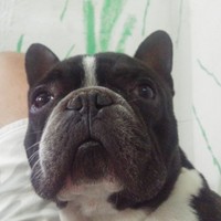 Jeison Smith Amaya Cañizares