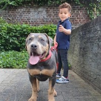 New Era Bloodline Bully