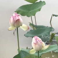 方跃云