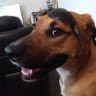 Aussie Battler