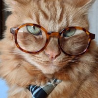 Ryan Pawsling The Cat