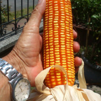 José E Vargas-Sánchez