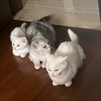 郑志皓