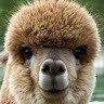 Michael Jiron