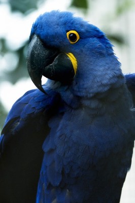 Makaiothe Macaw