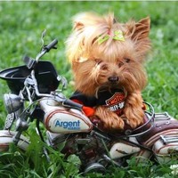 Pookie Perenic