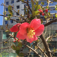 王建德