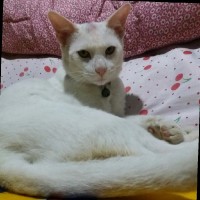 Mala Mijar