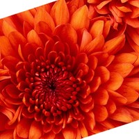 Geetha Gouda