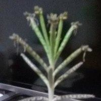 马学斌