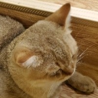 王思贤