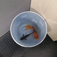 段兴明
