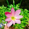 Velpula Swathi