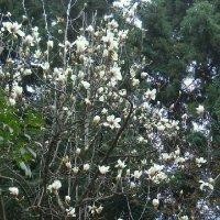 魏启静