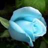 Sowmya S P