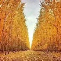 黄良基