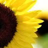 Raina Sun