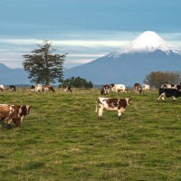 Montecinos Hans