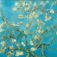 Amina R.