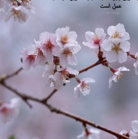 Atefeh Shakib