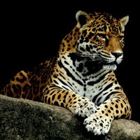 Pablo Dell Arciprete