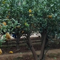 杨金良