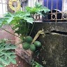 Armando Ferrer Jr