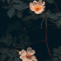 fleur K