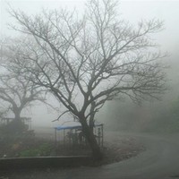 Kulashree Nimbalkar
