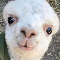 Cacadevacapolaca 🌝