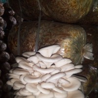 Harish Chandra Bastola