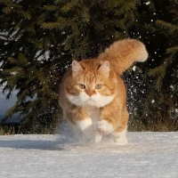 周云生
