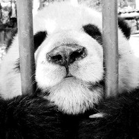 张鑫泽
