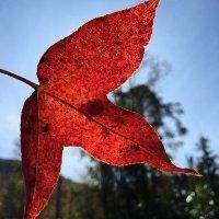 莫璐娜