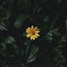 Mayuresh Ingale