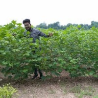 Vikas Mohurle