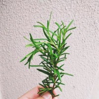 朱正环