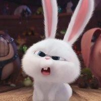 彭兴虎