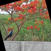 Sandyarani Gandla