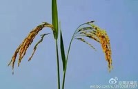 唐伯虎