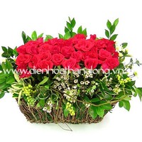 dienhoa thanglong